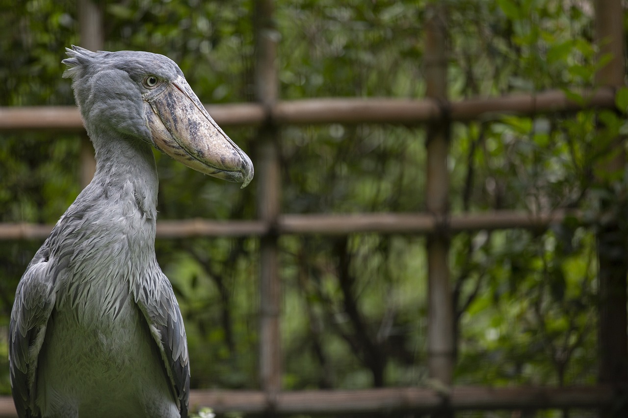 The Role of Conservation Education in Fostering a Love for Wildlife